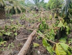 Ribuan Pohon di Kawasan Hutan Ditebang Korporasi Perkebunan Sawit